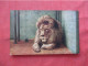 Barbary Lion "Sultan"    NY Zoo    Ref 6234 - Lions