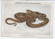 CP : Institut Royal Des Sciences Naturelles De Belgique - Batraciens Et Reptiles Du Congo Belge - 8 Cobra Naja (2 Scans) - Colecciones Y Lotes