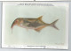 CP : Institut Royal Des Sciences Naturelles De Belgique - Poissons Du Congo Belge - 7  (2 Scans) - Collections & Lots