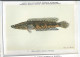 CP : Institut Royal Des Sciences Naturelles De Belgique - Poissons Du Congo Belge - 9 Ophiocephulus (2 Scans) - Collections & Lots