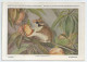 CP : Musée Royal D'histoire Naturelle De Belgique - Mammifères - 1 Le Lérot (2 Scans) - Collections & Lots