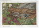 CP : Musée Royal D'histoire Naturelle De Belgique - Mammifères - 33 La Musaraigne Pygmée (2 Scans) - Colecciones Y Lotes