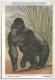 CP : Musée Royal D'histoire Naturelle De Belgique - Mammifères Protégé Au Congo - 1 Le Gorille De Montagne (2 Scans) - Collections & Lots