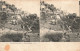 FRANCE - Roquebrune - Vue Générale - LL - Carte Stéréoscopique - Carte Postale Ancienne - Roquebrune-sur-Argens