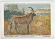 CP : Musée Royal D'histoire Naturelle De Belgique - Mammifères Protégés Au Congo - 11 L'antilope Chevaline (2 Scans) - Verzamelingen & Kavels