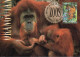 Australien 1994. Tiere In Australischen Zoos, Borneo-Orang-Utan (Pongo Pygmaens), Mi 1429, Maximumkarte, Bedarf - Cartas & Documentos