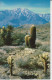 Delcampe - Desert Country, Saguaro Giant Cactus, Fantastic Shapes Photograh Fleurs Blanche Au Sol, Cholla Cactius 4 Cartes    8 Sc - Cactus