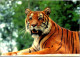 1-11-2023 (1 V 4) France - Zoo De Saint Vrain Et Tigre - Tigres
