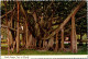 2-11-2023 (1 V 9) USA (posted To France)  Giant Banyan Tree (Florida) - Arbres