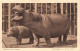 ANIMAUX - Nilpferd Mit Jungem  - Tierfudien AJW  De Veer - Carte Postale Ancienne - Hippopotames