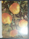 Petit Calendrier Poche 1983 Fleurs Reims Marne Avenue Jean Jaures - Small : 1981-90