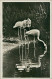 HAMBURG / STELLINGEN - CARL HAGENBECK'S TIERPARK - FLAMINGOS AM JAPANOSSCHEN WEIHER - 1930s (16874) - Stellingen