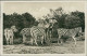 HAMBURG / STELLINGEN - CARL HAGENBECK'S TIERPARK - HEUFRESSER GEHEGE - ZEBRAS UND. DROMEDARE -  1930s (16884) - Stellingen