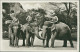 HAMBURG / STELLINGEN - CARL HAGENBECK'S TIERPARK - INDISCHE ELEFANTEN -  1930s (16889) - Stellingen