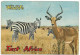 ZEBRE Et IMPALA Au KENYA - Zebras