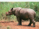 RHINOCEROS DE SUMATRA - Rhinozeros