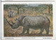 CP : Musée Royal D'histoire Naturelle De Belgique - Mammifères Protégés Au Congo - 24 Le Rhinocéros Blanc (2 Scans) - Colecciones Y Lotes