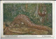 CP : Musée Royal D'histoire Naturelle De Belgique - Mammifères Protégés Au Congo - 36 Le Pangolin ... (2 Scans) - Collezioni E Lotti