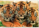 Sauvez Le Tigre Avec ESSO , - Tigri