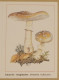 Petit Calendrier De Poche 1989 Champignon Amanite Rougissante - Small : 1981-90