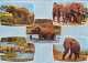 AK 176373 KENYA - Elephants - Kenya