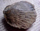 AUTHENTIQUE FOSSILE De PECTEN , Saint Jacques , Complet , FOSSIL Of JACOBAEUS  PECTEN - Fossils