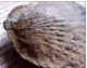AUTHENTIQUE FOSSILE De PECTEN , Saint Jacques , Complet , FOSSIL Of JACOBAEUS  PECTEN - Fossiles