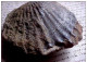 Delcampe - AUTHENTIQUE FOSSILE De PECTEN , Saint Jacques , Complet , FOSSIL Of JACOBAEUS  PECTEN - Fossils