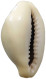 CHINA   Cowry Shell Money #sm02 0655 - Chine