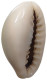 CHINA   Cowry Shell Money #sm02 0625 - Chine