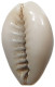 CHINA   Cowry Shell Money #sm02 0623 - Chine