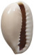 CHINA   Cowry Shell Money #sm02 0629 - Chine