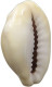 CHINA   COWRY SHELL MONEY #sm02 0589 - Chine