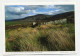 AK 177056 IRELAND - In Den Wicklow Mountains - Wicklow