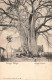 CONGO - Congo Belge - Baobab à Boma - Carte Postale Ancienne - Belgisch-Kongo
