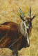 Portugal & Marcofilia,Antilope Alcina, Ragelaphus Oryx, Lisboa A Peso Da Regua 1972 (396) - Brieven En Documenten