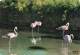 ANIMAUX - FAUNES - Oiseaux - Flamants Roses - Colorisé - Carte Postale - Birds