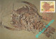 LIBYA 1996 Fossils "Eyron Arctiformis" (maximum-card) #3 - Fossils