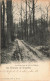 BELGIQUE - Environs De Bruxelles - Une Drève Dans La Forêt De Soignes - Carte Postale Ancienne - Ohne Zuordnung