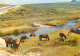 Postcard United Kingdom England Dartmoor Near Princetown Wild Horses Grazing - Dartmoor