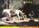 BHUTAN Mule Mammal Fauna Tashi Picture Postcard BHOUTAN - Bhutan