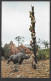 Animaux & Faune > Rhinocéros - Trapped Safari Aventureland Jungle Cruise  Walt Disney World - Uncirculated  Non Circulée - Rhinozeros