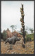 Animaux & Faune > Rhinocéros - Trapped Safari Aventureland Jungle Cruise  Walt Disney World - Uncirculated  Non Circulée - Rhinocéros