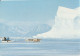 Greenland Postcard Sent To Denmark Dundas 27-2-1984 Dog Sled - Groenland