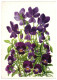 The Violets, Violas, Flowers 1956 Unused Vintage Postcard Publisher Oktoober, Tallinn Estonia - Estonie