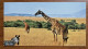 Giraffes And Zebras In Masai Mara National Reserve,CN11 GecoI Earth Conservation Organization World Famous Scenery PSC - Giraffen