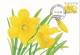 André BUZIN - Tulipa - Narcissus / MAX Card - 2001-2010