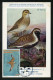 GREENLAND (2023) Carte Maximum Card - UN World Migratory Bird Day Golden Plover Pluvialis Apricaria Pluvier Doré Bird - Cartoline Maximum