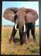 FAUNE AFRICAINE - Elephant - Jirafas