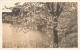 SUISSE - Bern - Phot J Gaberell - Un Cerisier Au Bord D'un Lac - Carte Postale Ancienne - Bern